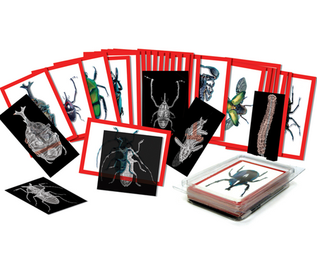 Insect X-Ray and Picture Cards, 72 pcs.